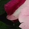 Catharanthus roseus 'Titan Icy Pink', flowers