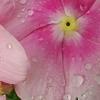 Catharanthus roseus 'Titan Icy Pink', flowers