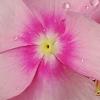 Catharanthus roseus 'Titan Icy Pink', flowers