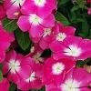 Catharanthus roseus 'Titan Rose Halo', habit