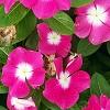 Catharanthus roseus 'Titan Rose Halo', habit