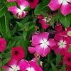 Catharanthus roseus 'Titan Rose Halo', habit