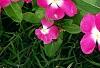 Catharanthus roseus 'Titan Rose Halo', habit