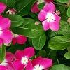 Catharanthus roseus 'Titan Rose Halo', habit
