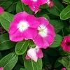 Catharanthus roseus 'Titan Rose Halo', habit