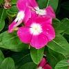 Catharanthus roseus 'Titan Rose Halo', habit