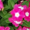 Catharanthus roseus 'Titan Rose Halo', habit