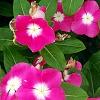 Catharanthus roseus 'Titan Rose Halo', habit