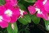 Catharanthus roseus 'Titan Rose Halo', habit