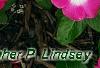 Catharanthus roseus 'Titan Rose Halo', habit