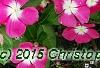 Catharanthus roseus 'Titan Rose Halo', habit