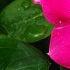 Catharanthus roseus 'Titan Rose Halo', flowers