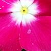 Catharanthus roseus 'Titan Rose Halo', flowers