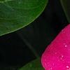 Catharanthus roseus 'Titan Rose Halo', flowers