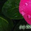 Catharanthus roseus 'Titan Rose Halo', flowers