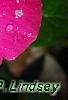 Catharanthus roseus 'Titan Rose Halo', flowers
