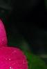 Catharanthus roseus 'Titan Rose Halo', flowers