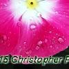Catharanthus roseus 'Titan Rose Halo', flowers