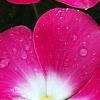 Catharanthus roseus 'Titan Rose Halo', flowers