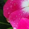 Catharanthus roseus 'Titan Rose Halo', flowers