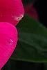 Catharanthus roseus 'Titan Rose Halo', flowers