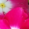 Catharanthus roseus 'Titan Rose Halo', flowers