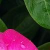 Catharanthus roseus 'Titan Rose Halo', flowers