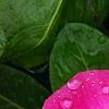 Catharanthus roseus 'Titan Rose Halo', flowers