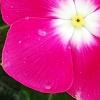 Catharanthus roseus 'Titan Rose Halo', flowers