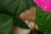 Catharanthus roseus 'Titan Rose Halo', flowers