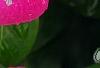 Catharanthus roseus 'Titan Rose Halo', flowers