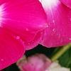 Catharanthus roseus 'Titan Rose Halo', flowers