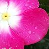 Catharanthus roseus 'Titan Rose Halo', flowers