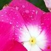 Catharanthus roseus 'Titan Rose Halo', flowers