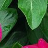 Catharanthus roseus 'Victory Carmine', flowers