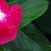 Catharanthus roseus 'Victory Carmine', flowers