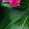 Catharanthus roseus 'Victory Carmine', flowers