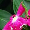 Catharanthus roseus 'Victory Carmine', flowers