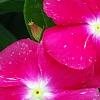 Catharanthus roseus 'Victory Carmine', flowers