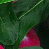 Catharanthus roseus 'Victory Carmine', flowers