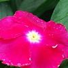 Catharanthus roseus 'Victory Carmine', flowers