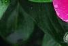 Catharanthus roseus 'Victory Carmine', flowers
