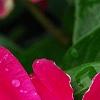 Catharanthus roseus 'Victory Carmine', flowers