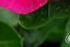 Catharanthus roseus 'Victory Carmine', flowers