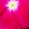 Catharanthus roseus 'Victory Carmine', flowers