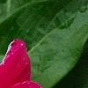 Catharanthus roseus 'Victory Carmine', flowers