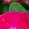 Catharanthus roseus 'Victory Carmine', flowers