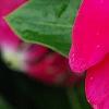 Catharanthus roseus 'Victory Carmine', flowers