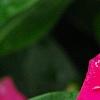 Catharanthus roseus 'Victory Carmine', flowers