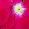 Catharanthus roseus 'Victory Carmine', flowers